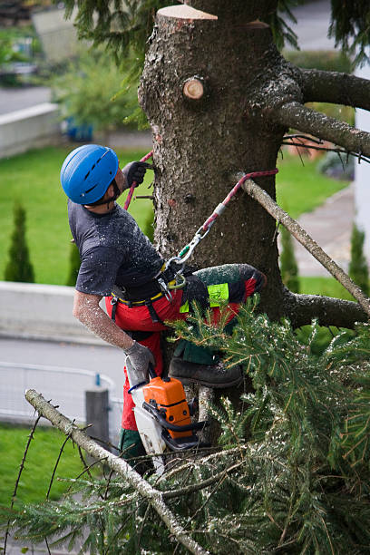 How Our Tree Care Process Works  in  Heber, CA